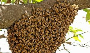 Buscan crear reserva de abejas en Tijuana