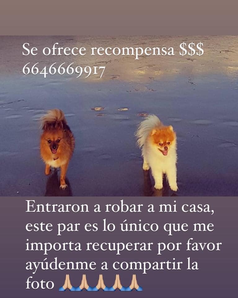 Servicio social canino ,Ladrones ,par de perros ,ayuda  ,perros robados