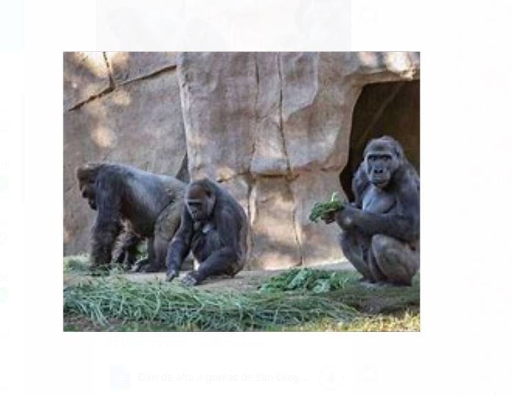 gorilas ,San Diego ,Covid ,Recuperados