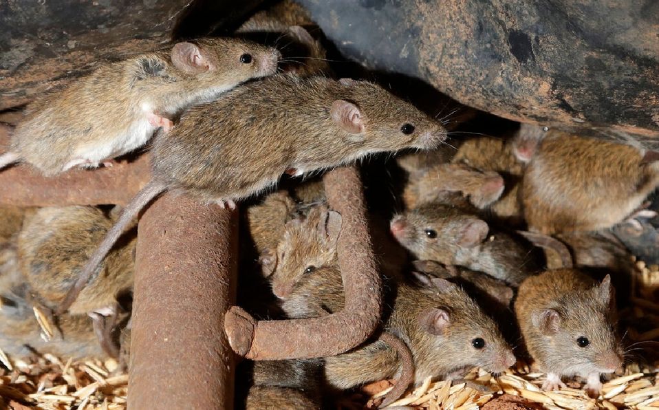 Australia, plaga, ratones