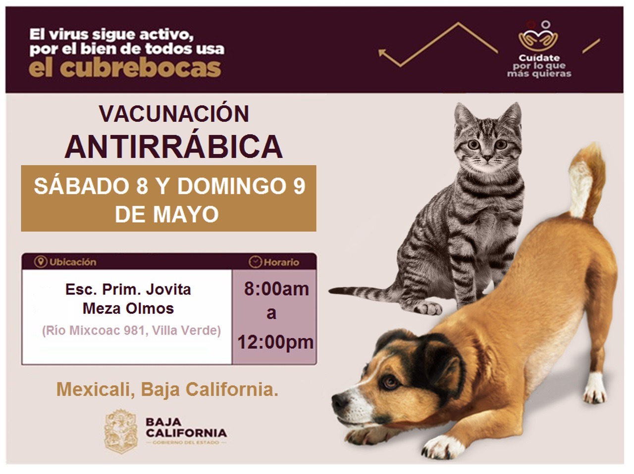 Vacunacion, perros y gatos, contra la rabia